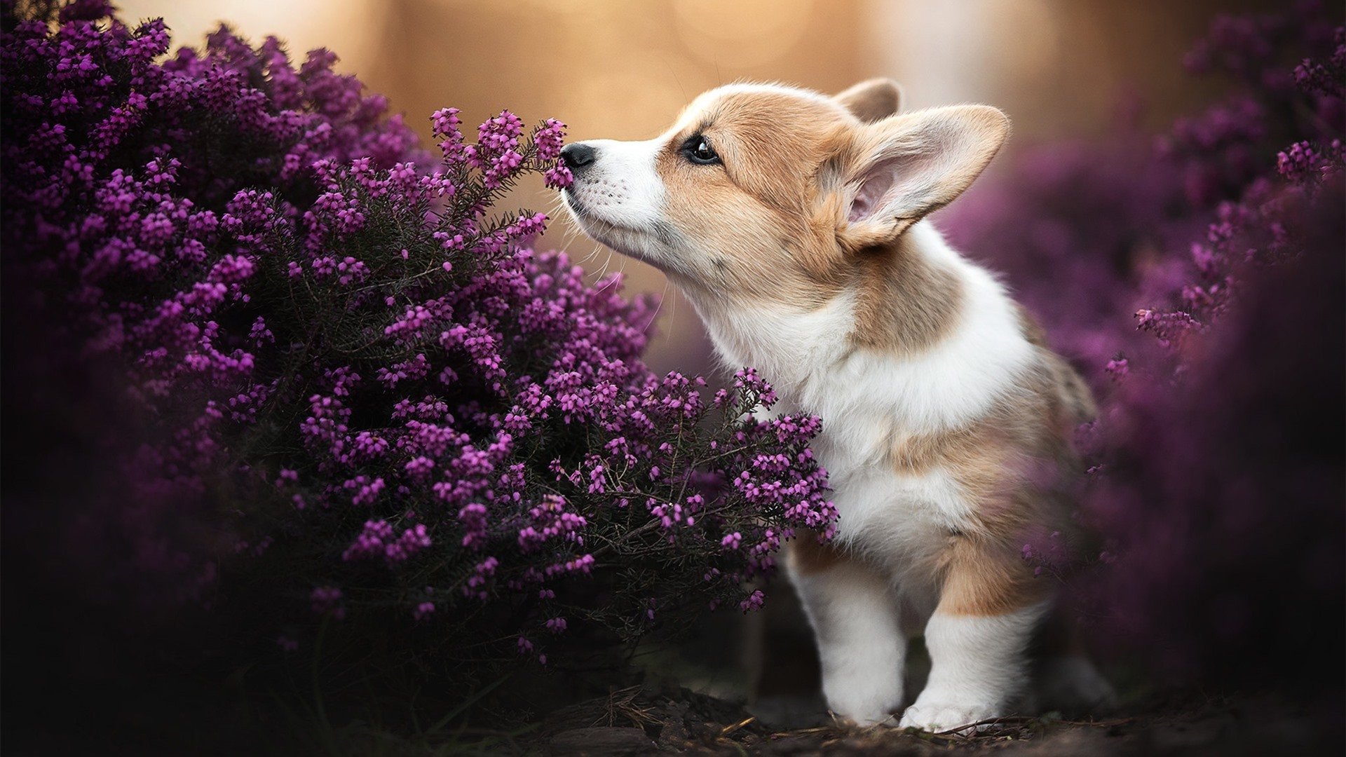 “青春逐梦”篮球文化主题演讲在北京激励百万青少年奋勇争先,篮球演讲稿三分钟