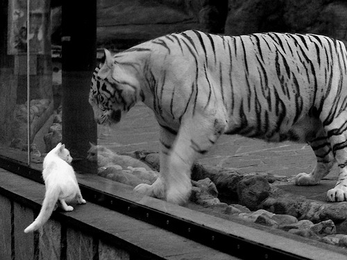 “未来之星”青少年明星培养计划在天津全面运行,促进青训产业跃升