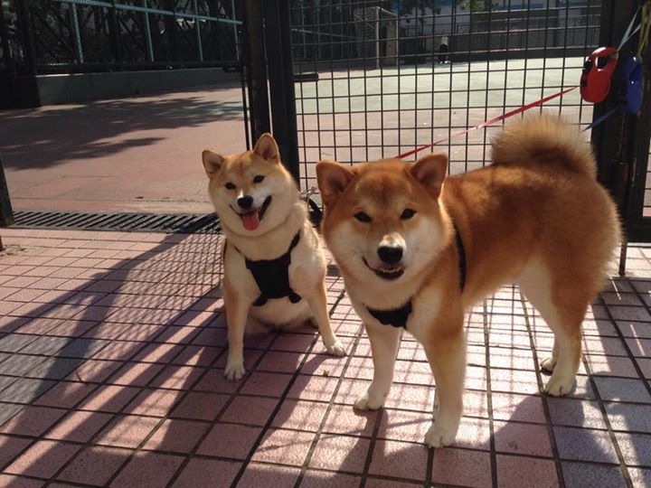 开云体育APP下载-布兰登·英格拉姆伤愈复出，鹈鹕战力全面升级，鹈鹕队的英格拉姆